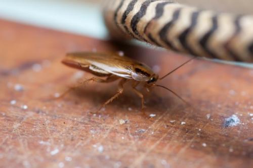 Хлебарки, как се размножават опитомените? Размножителен цикъл на домашни хлебарки 05