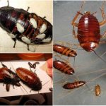 Cockroaches, how do domesticated ones breed ?. Breeding cycle of domestic cockroaches