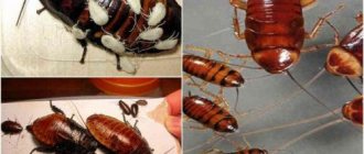 Cockroaches, how do domesticated ones breed ?. Breeding cycle of domestic cockroaches