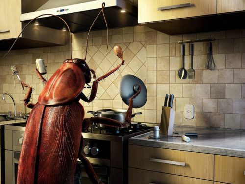 gândaci în bucătărie