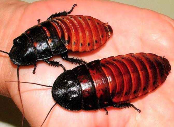 Cockroaches Prusaks and other nicknames for these insects, why they are often called stasiks