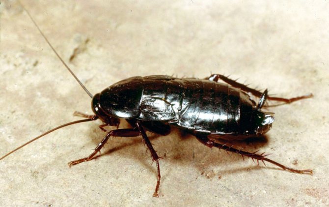 Gândaci Prusaks și alte porecle ale acestor insecte, de ce sunt adesea numite stasiks