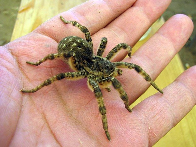 Tarantula in the palm of your hand