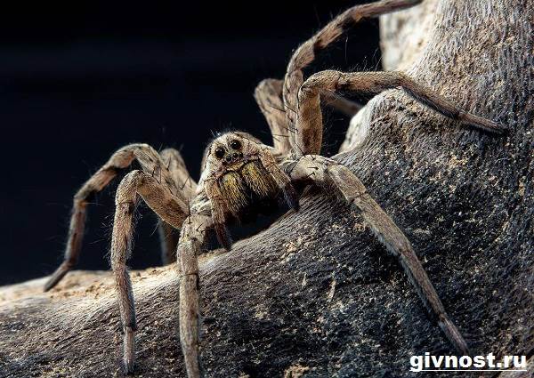 Spider-Tarantula-Gaya Hidup-dan-Habitat-Spider-Tarantula-10