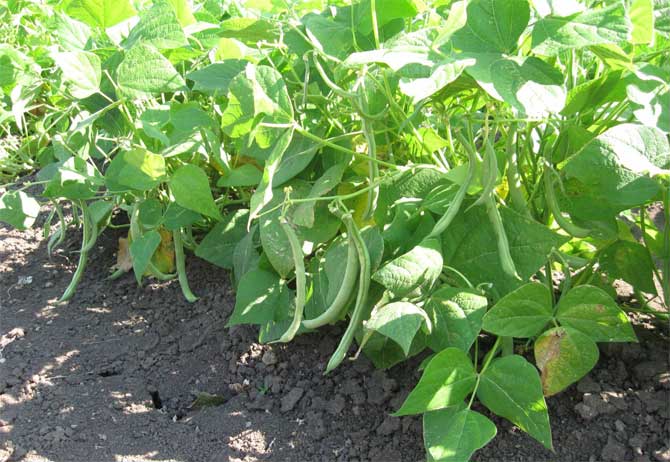 Teknologi dan skema penanaman kacang asparagus di tanah terbuka