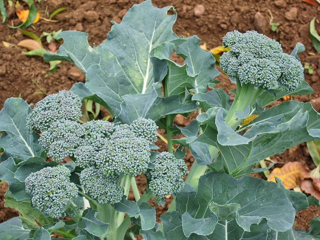 odlingsteknik för broccoli