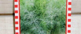 greenhouse cultivation technology - dill grade Goldkron