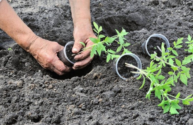 Seedling planting technology