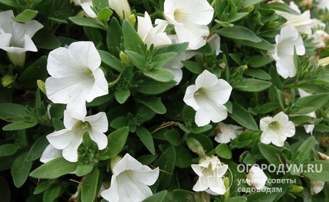 Table White (Surfinia Table White) - به أزهار ناصعة البياض على شكل أجراس تغطي بكثافة الأدغال بأكملها. تستمر فترة الإزهار من مايو حتى أبرد الشهور