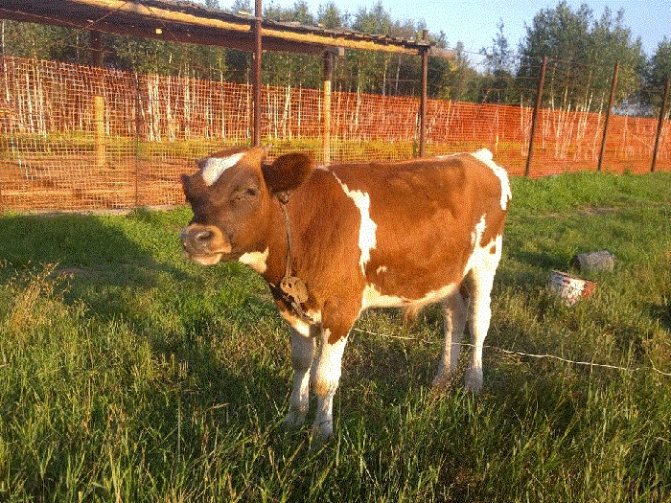 Ayrshire calf