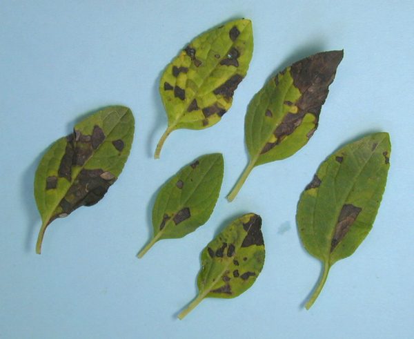 Dark brown spots on the leaves.