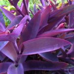 Mörklila löv av netcreasia purpurea när de odlas hemma