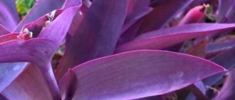 Тъмнолилави листа от netcreasia purpurea, когато се отглеждат у дома