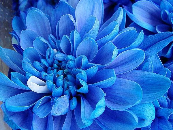 زهور زرقاء داكنة