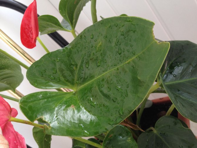 Dark spots on the peduncles of the anthurium flower