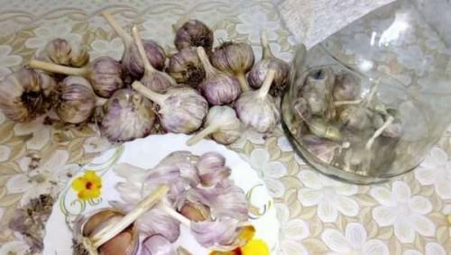 Storage temperature of garlic. How to keep garlic until spring: as if only from the garden