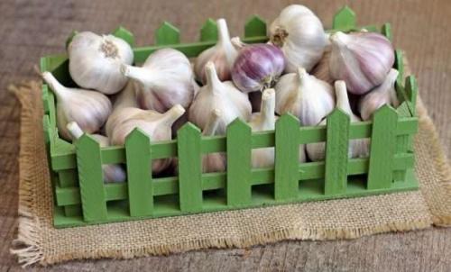 Storage temperature of garlic. How to keep garlic until spring: as if only from the garden