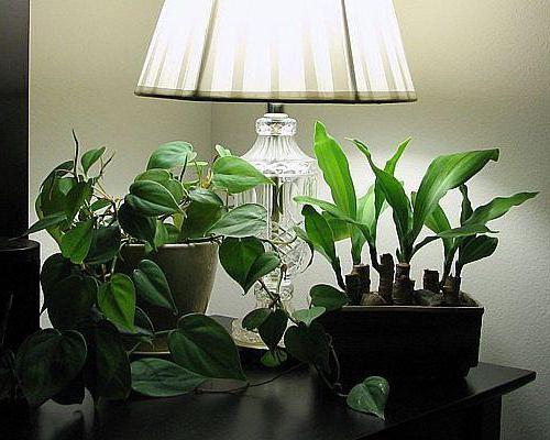 shade-tolerant and shade-loving indoor plants