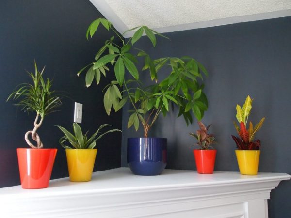 Shade-tolerant plants in the interior