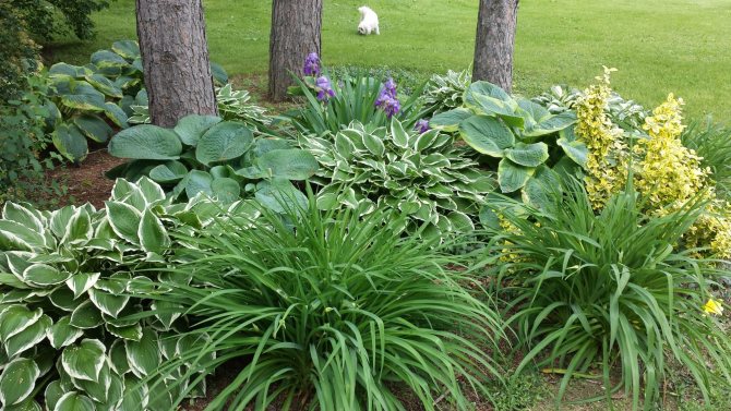 Schattige Ecke mit Taglilien und Iris