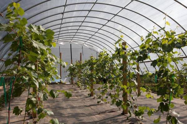 Greenhouse for growing grapes