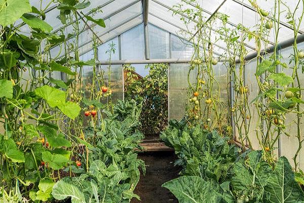 växthus med grönsaker