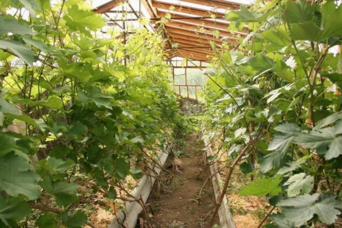Rumah hijau di kawasan seperti Ural dan Siberia sering terjadi. Dengan bantuan struktur seperti itu, penduduk menerima sayur-sayuran dan buah-buahan segar dan sihat dari kebun mini dan kebun mereka.