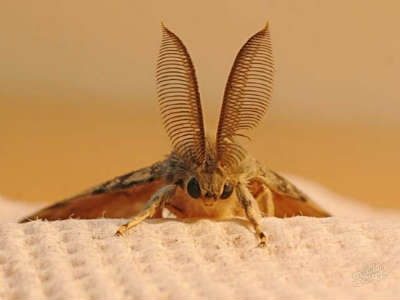 Mga Thermal na epekto mula sa mga moths