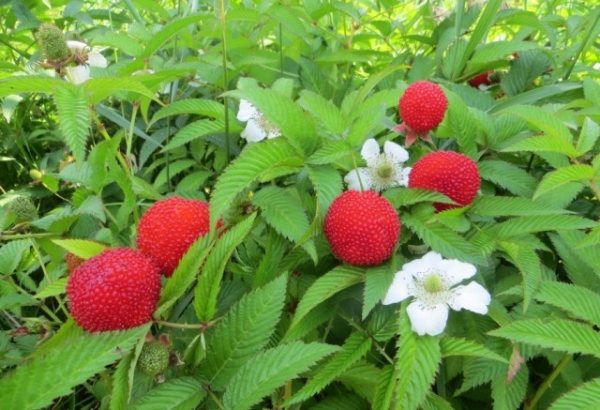Tibetan raspberry is characterized by unpretentiousness to weather conditions