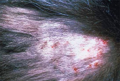 Semne tipice de dermatită la un animal după mușcăturile de păduchi
