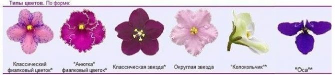 Types of violets by shape