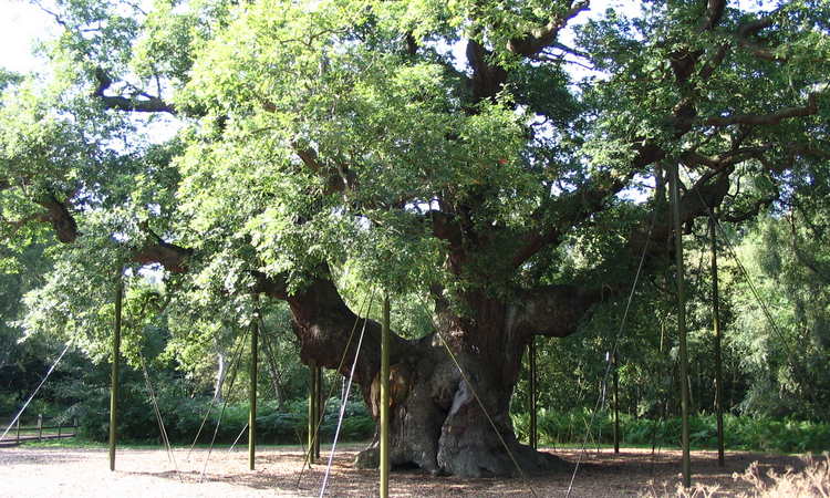 Yew - tree, its photo and description