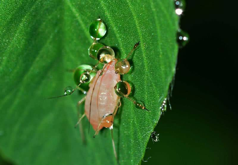 Foto aphid