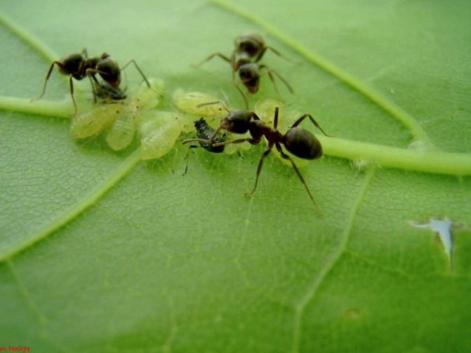 حشرات المن والنمل على ورقة