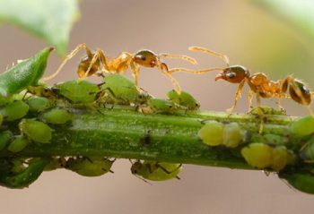Листни въшки и мравки по стъблото