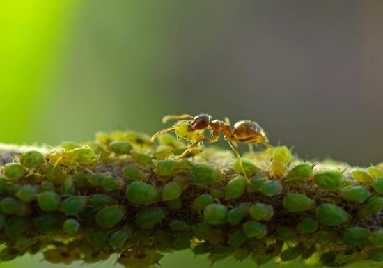 Листни въшки и мравки