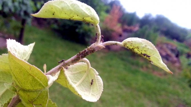 Aphids on a pear