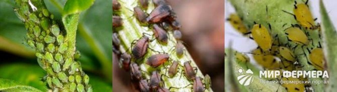 Aphids on lilies
