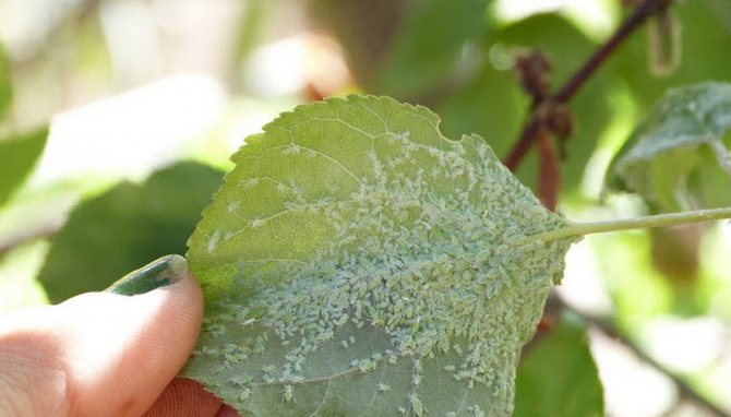 Aphids on apricot leaves