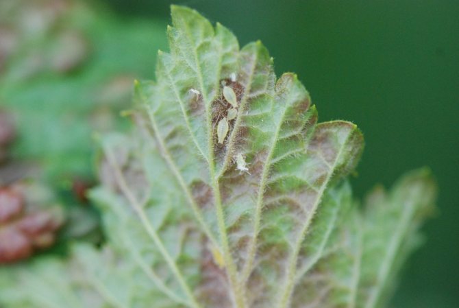 Листни въшки на листа от касис