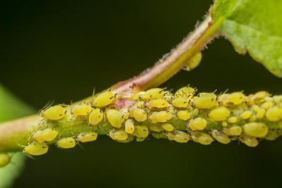 Aphids on mint