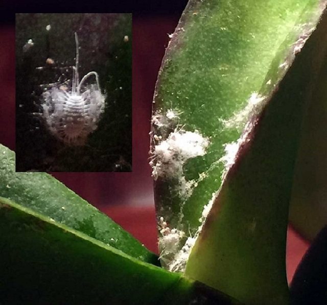 Aphids on an orchid how to get rid of