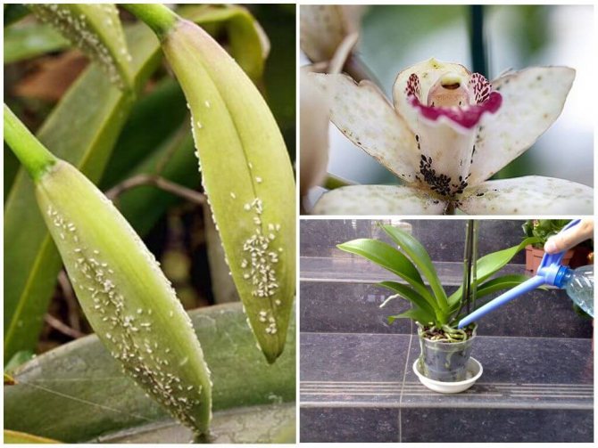Листни въшки на орхидея