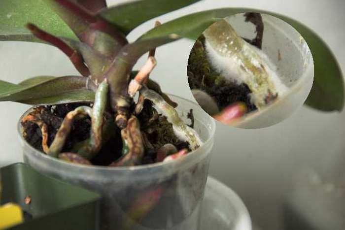 Листни въшки на орхидеи как да се борим?