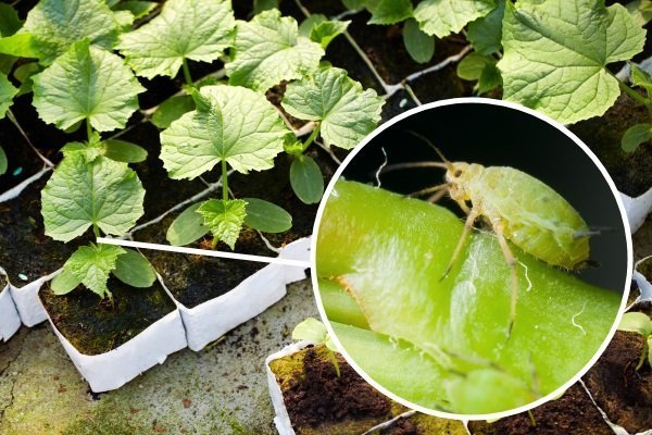 Aphids on cucumber seedlings