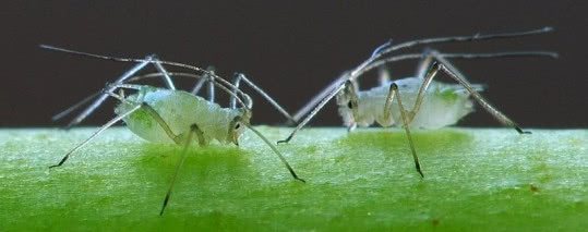aphids on roses