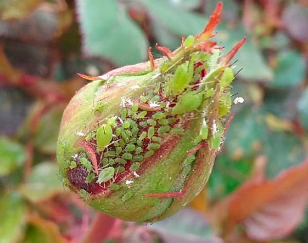 Aphid on a rose photo