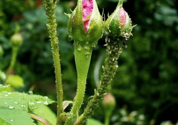 Aphids on a rose