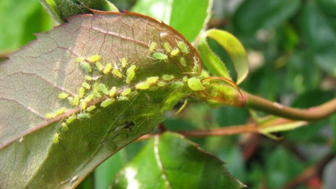 Aphids on garden plants