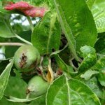 Blattläuse auf einem Apfelbaum - wie man am effektivsten kämpft